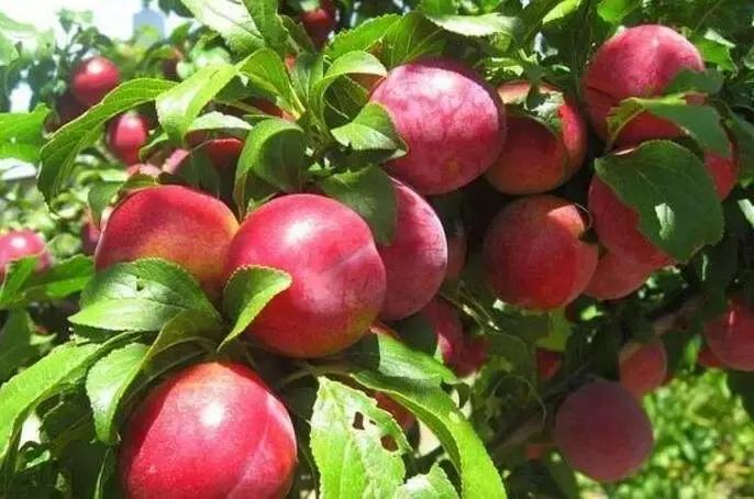 蔬果草莓采摘园,常州采摘适合夏天玩的地方