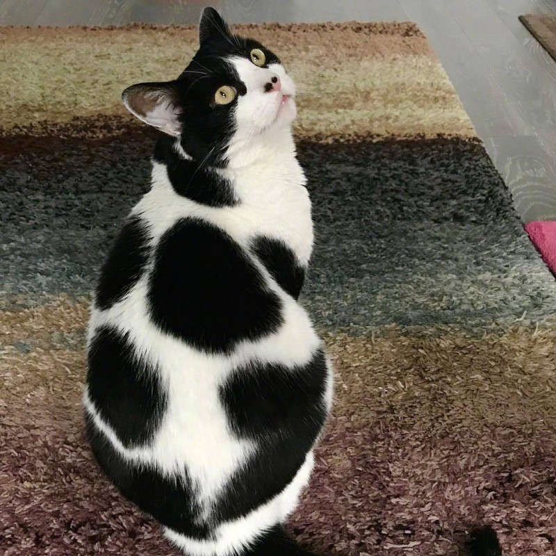 触目惊心的世界杯,世界杯来了你怎么看