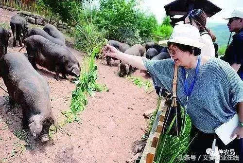 农产品网络营销的常见方法有哪些,农产品网络营销的运营模式