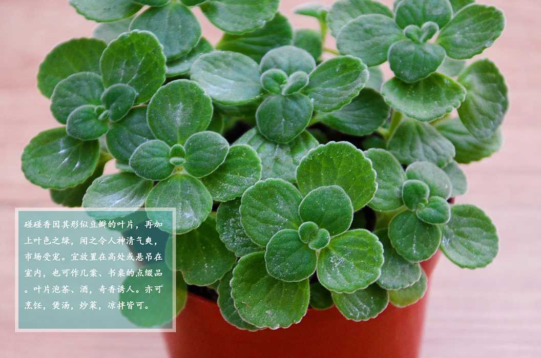 有没有特别神奇的驱蚊植物,既能驱蚊又能吃果子的植物