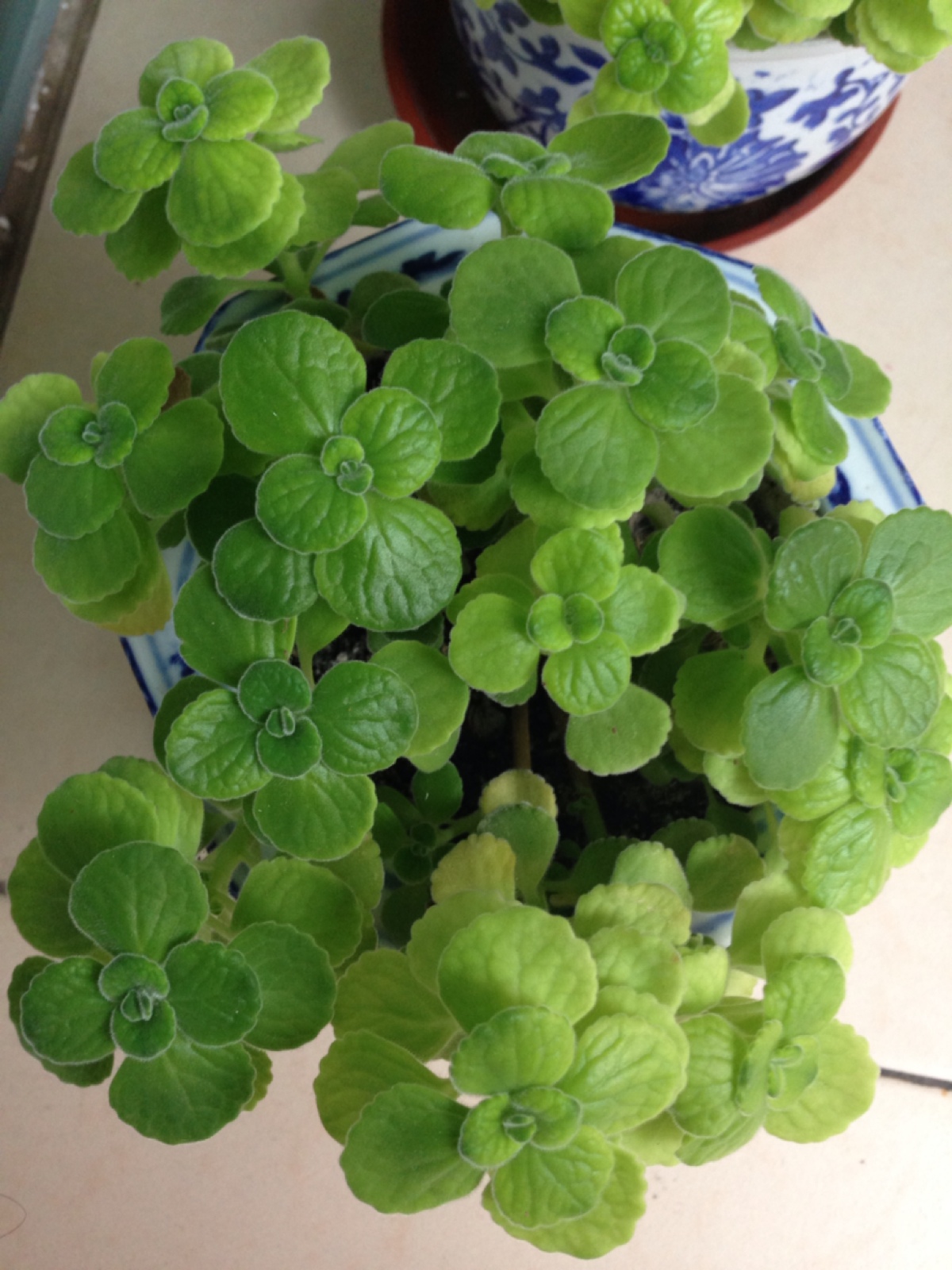 有没有特别神奇的驱蚊植物,既能驱蚊又能吃果子的植物