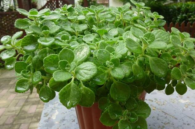 有没有特别神奇的驱蚊植物,既能驱蚊又能吃果子的植物