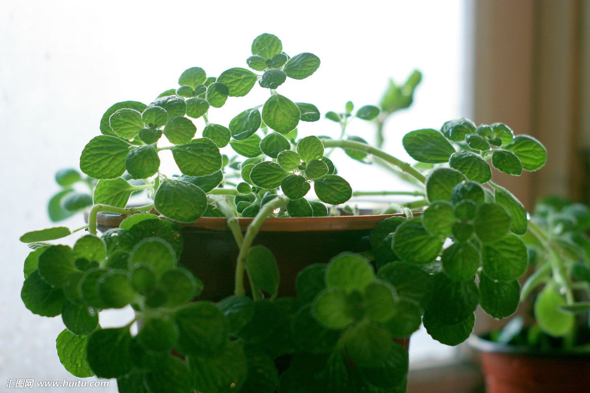 有没有特别神奇的驱蚊植物,既能驱蚊又能吃果子的植物