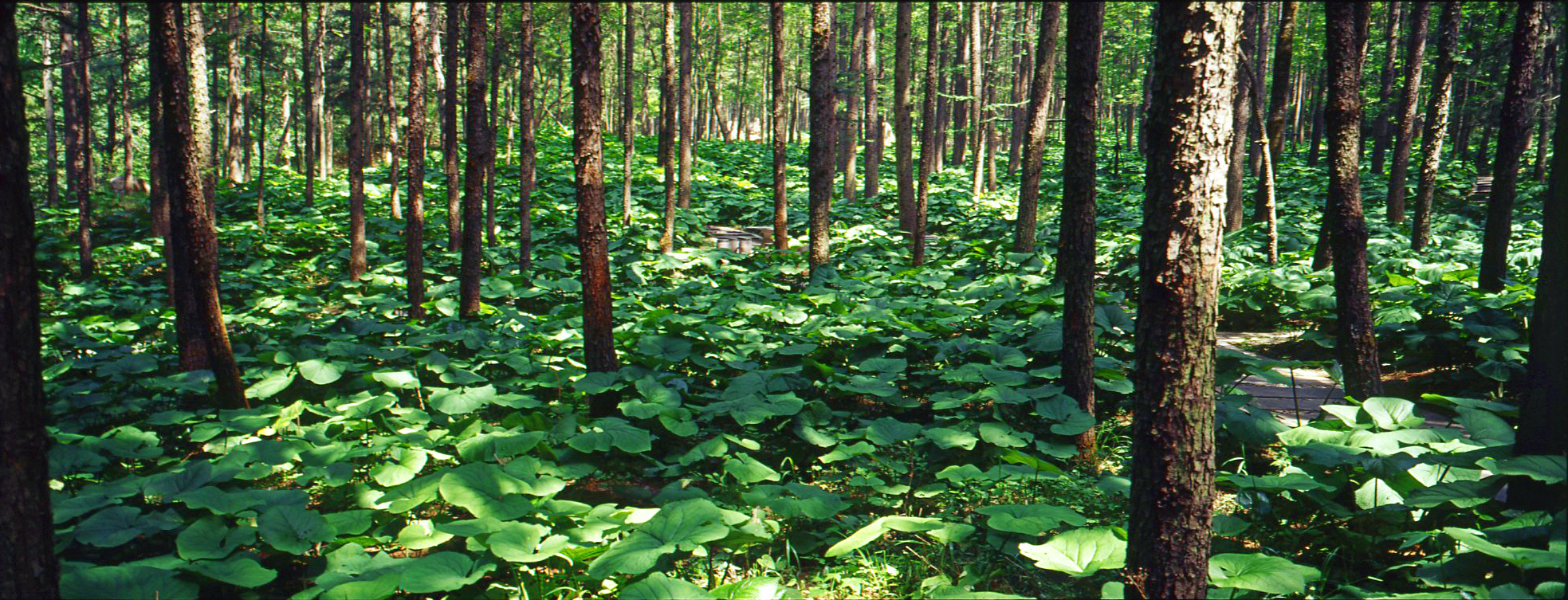 白云山森林氧吧图片,栾川白云山森林氧吧