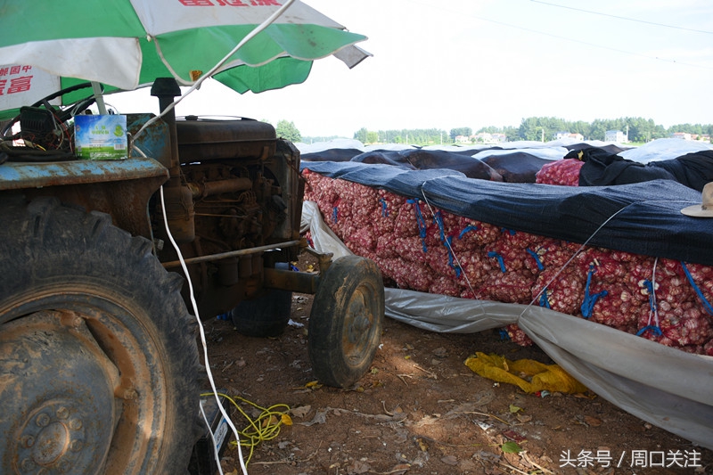 鹿邑：菜贱伤农，雨季来临，菜农20万斤大蒜滞销怎么办？