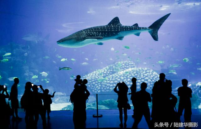 暑期游珠海长隆海洋王国,带你去看珠海长隆海洋王国