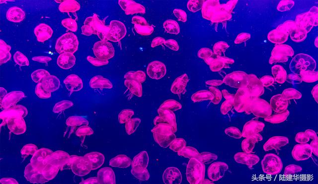 暑期游珠海长隆海洋王国,带你去看珠海长隆海洋王国