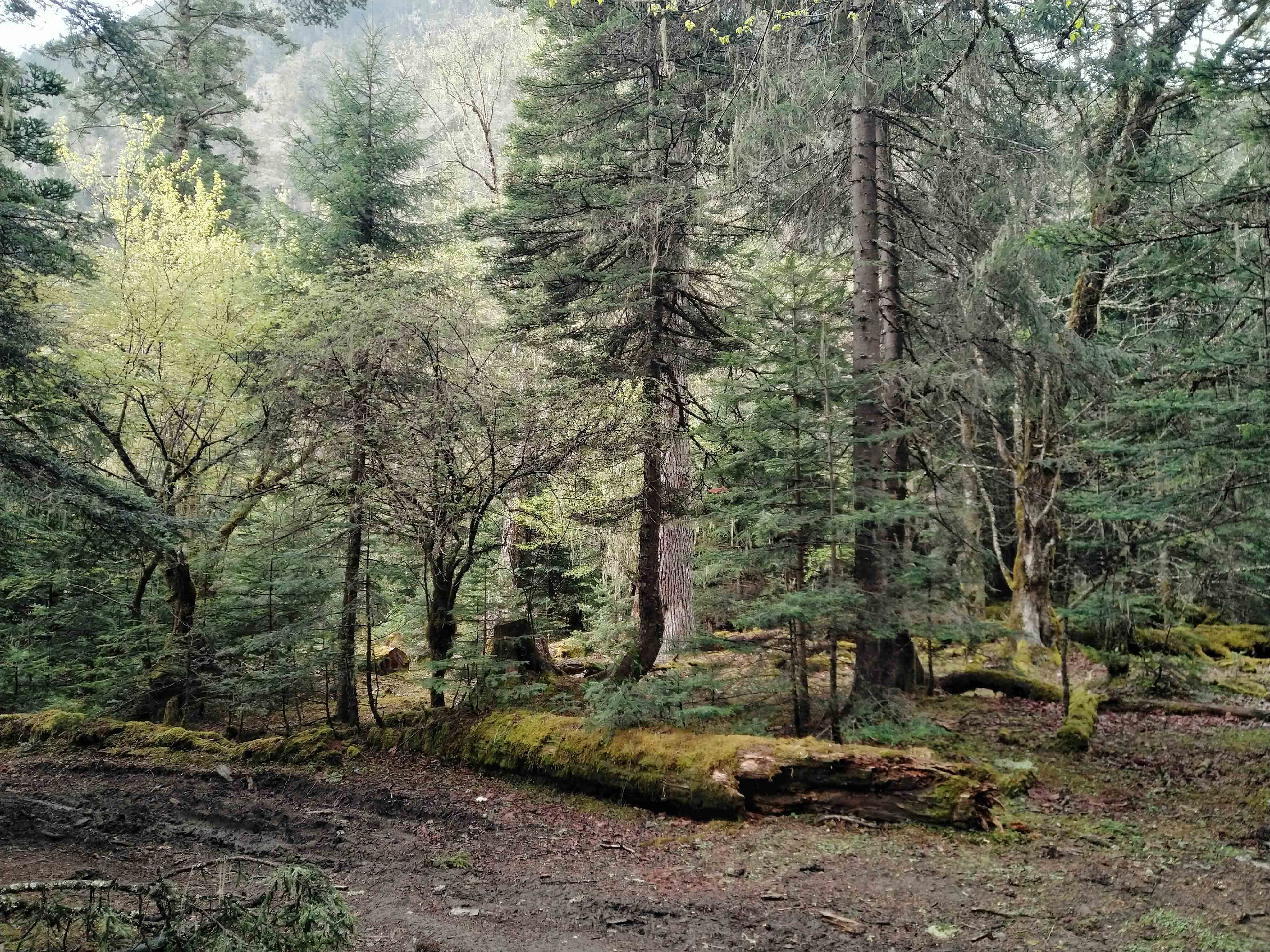 强迫症治疗一次需要多少钱,强迫症治疗一年费用多少