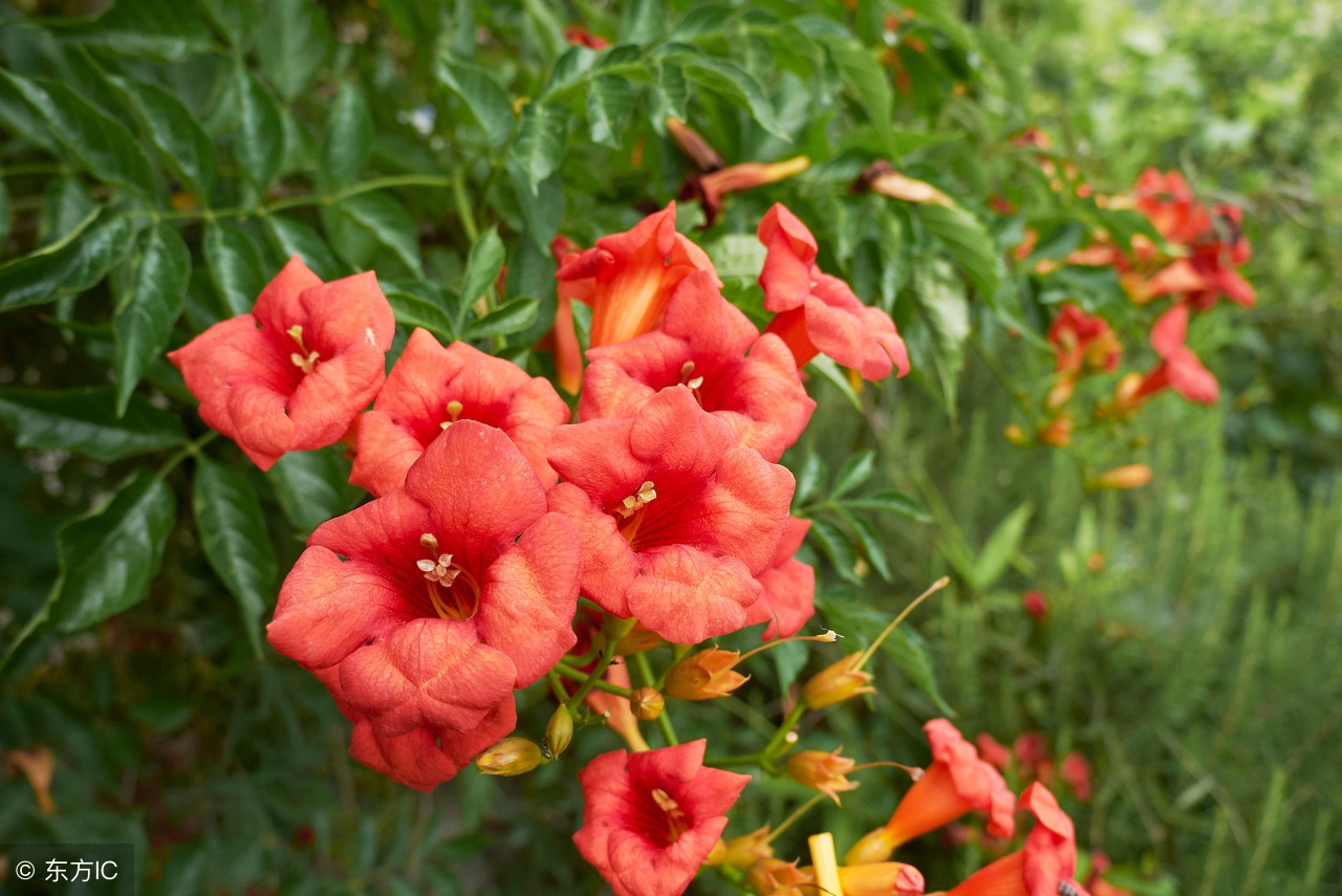 爱攀援的凌霄花,借高枝炫耀自己