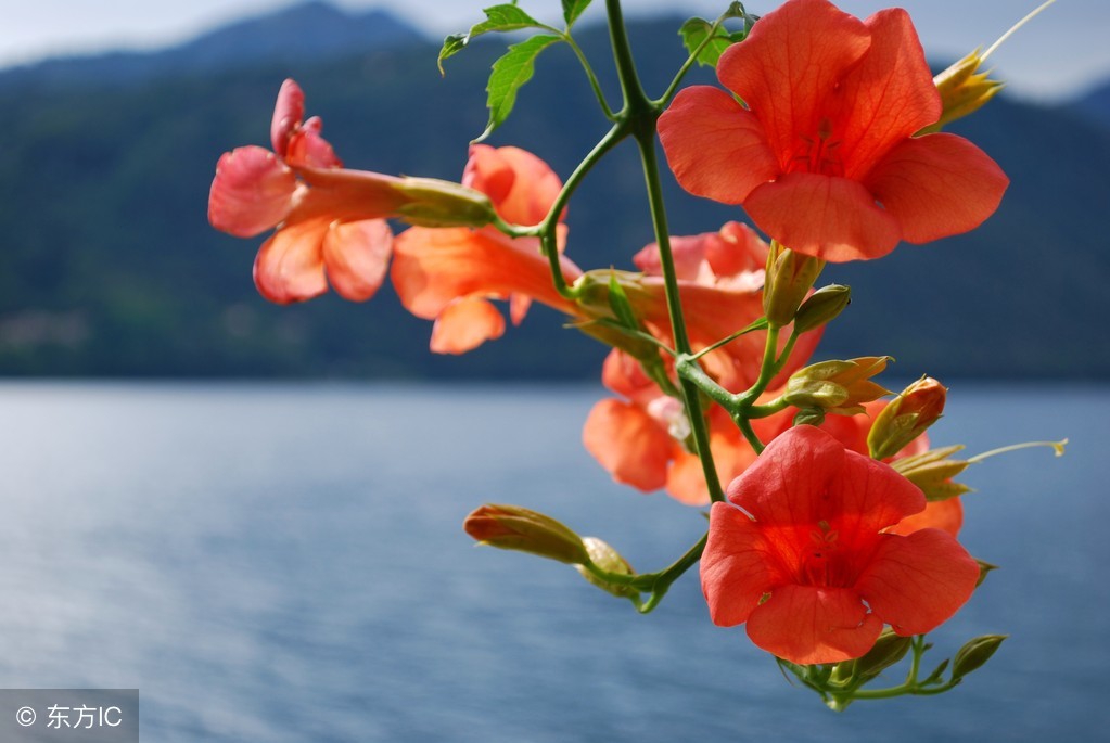 爱攀援的凌霄花,借高枝炫耀自己