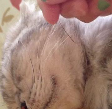 不小心撸掉猫咪胡须，铲屎官紧张到手抖，竟默默插了回去！