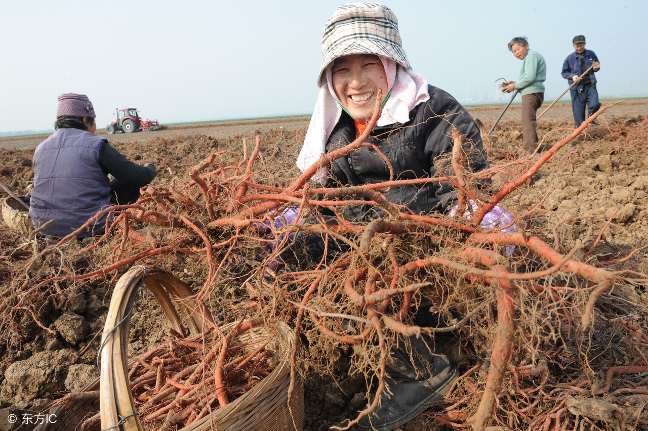 如何知道农民种植玉米的成本,大规模种植玉米怎么增收最佳方法