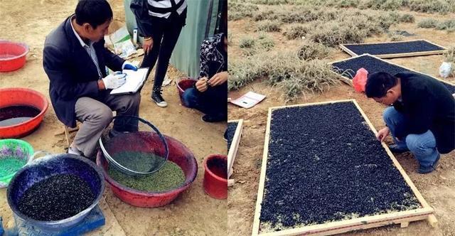 花青素之王黑枸杞青藏高原,花青素之王黑枸杞功效