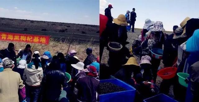 花青素之王黑枸杞青藏高原,花青素之王黑枸杞功效