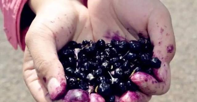 花青素之王黑枸杞青藏高原,花青素之王黑枸杞功效