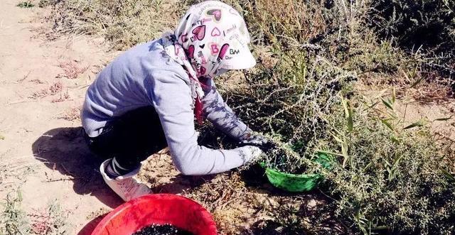 花青素之王黑枸杞青藏高原,花青素之王黑枸杞功效