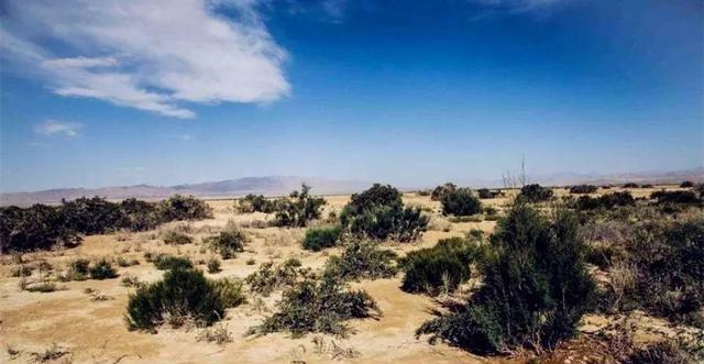 花青素之王黑枸杞青藏高原,花青素之王黑枸杞功效