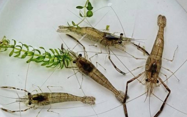 虾米闹窝怎么办,虾米闹窝怎么钓鱼