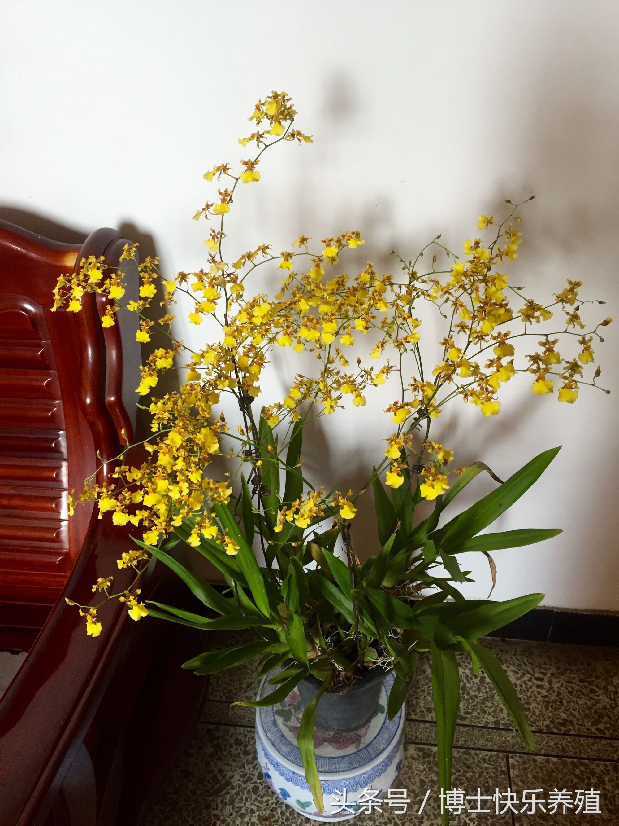 文心兰为什么会枯黄烂根,文心兰开花期间的养护方法