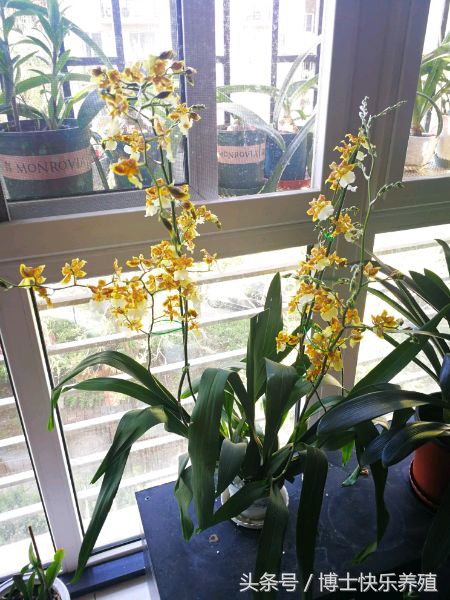 文心兰为什么会枯黄烂根,文心兰开花期间的养护方法