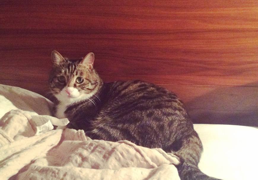 中华田园猫上榜10大受欢迎猫咪,中华田园猫和狸花猫有什么区别