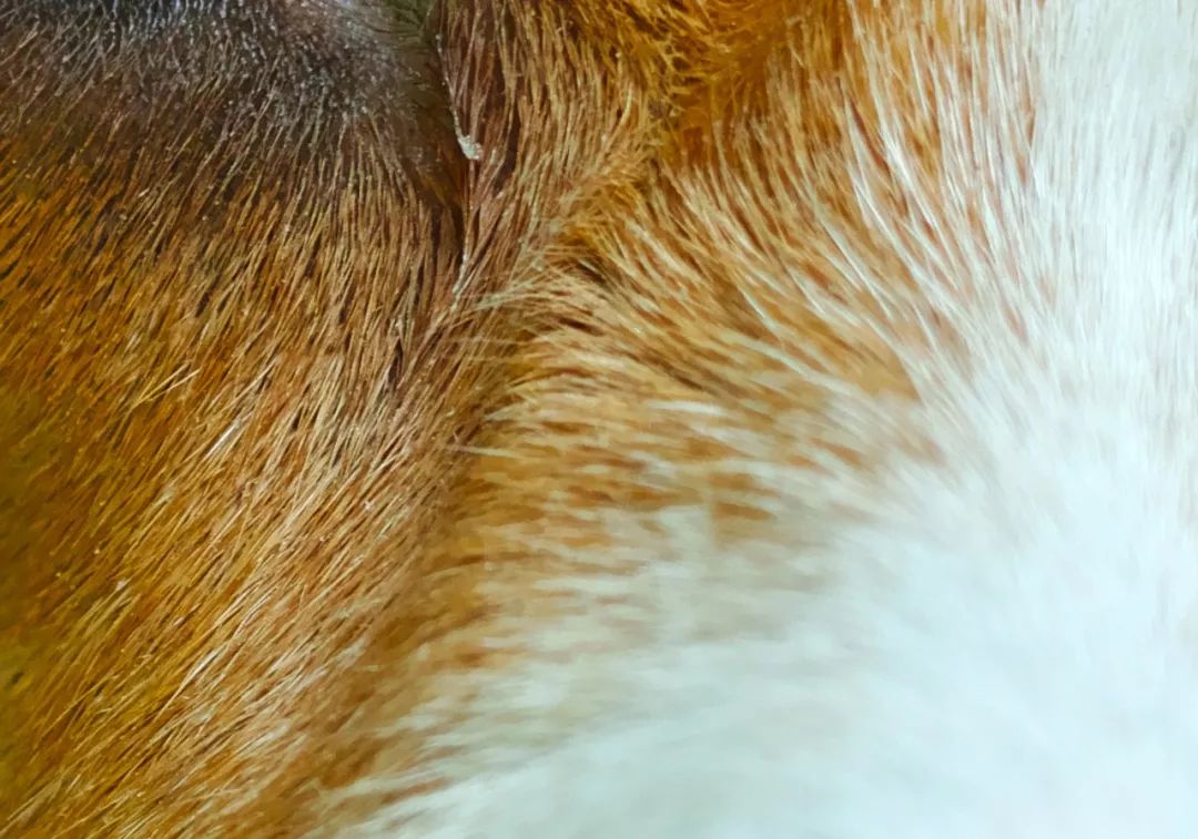 适马dp1q拍摄效果,适马dp1m和1q有什么区别