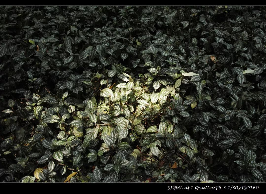 适马dp1q拍摄效果,适马dp1m和1q有什么区别