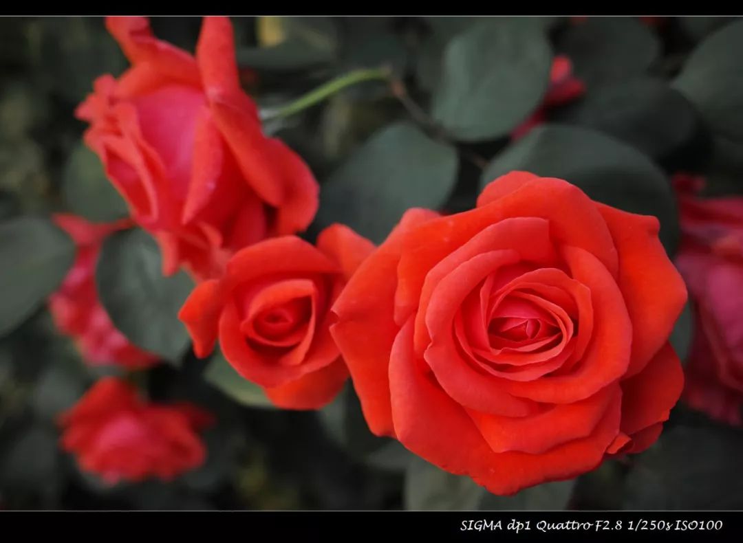 适马dp1q拍摄效果,适马dp1m和1q有什么区别