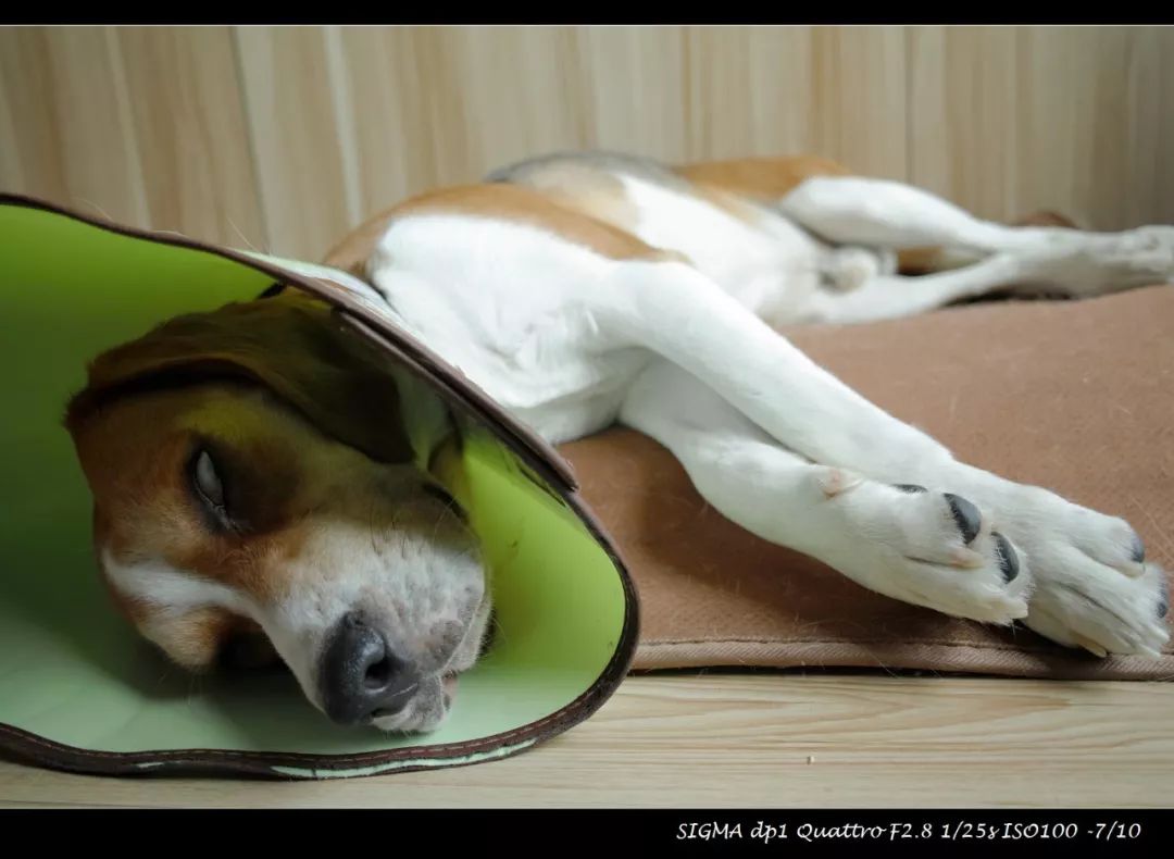 适马dp1q拍摄效果,适马dp1m和1q有什么区别