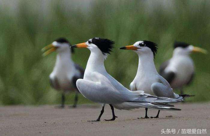 七种灭绝后又被发现的动物,动物有买卖就不会灭绝