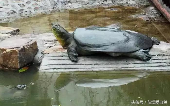 七种灭绝后又被发现的动物,动物有买卖就不会灭绝