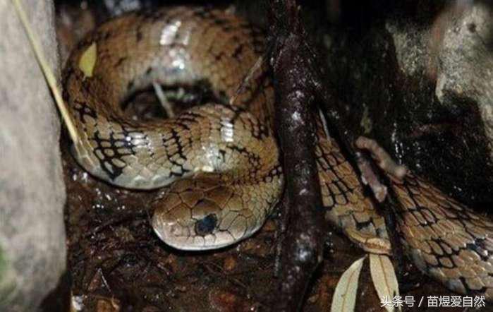 七种灭绝后又被发现的动物,动物有买卖就不会灭绝