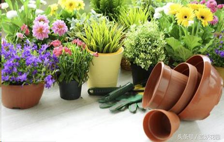 盆栽换盆后叶子枯萎怎么办,盆栽蔫了怎么补救