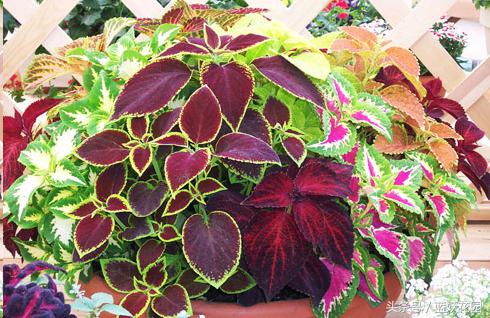 盆栽换盆后叶子枯萎怎么办,盆栽蔫了怎么补救