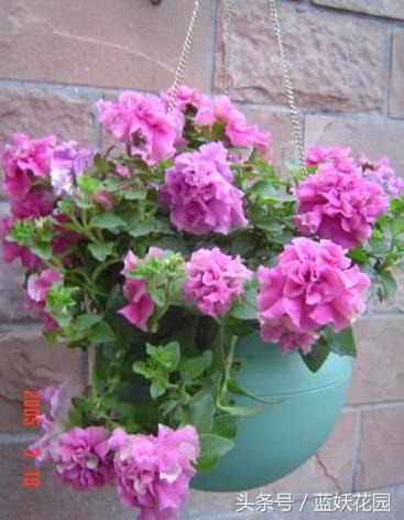 盆栽换盆后叶子枯萎怎么办,盆栽蔫了怎么补救