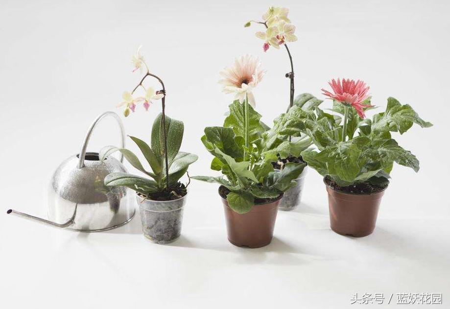 盆栽换盆后叶子枯萎怎么办,盆栽蔫了怎么补救
