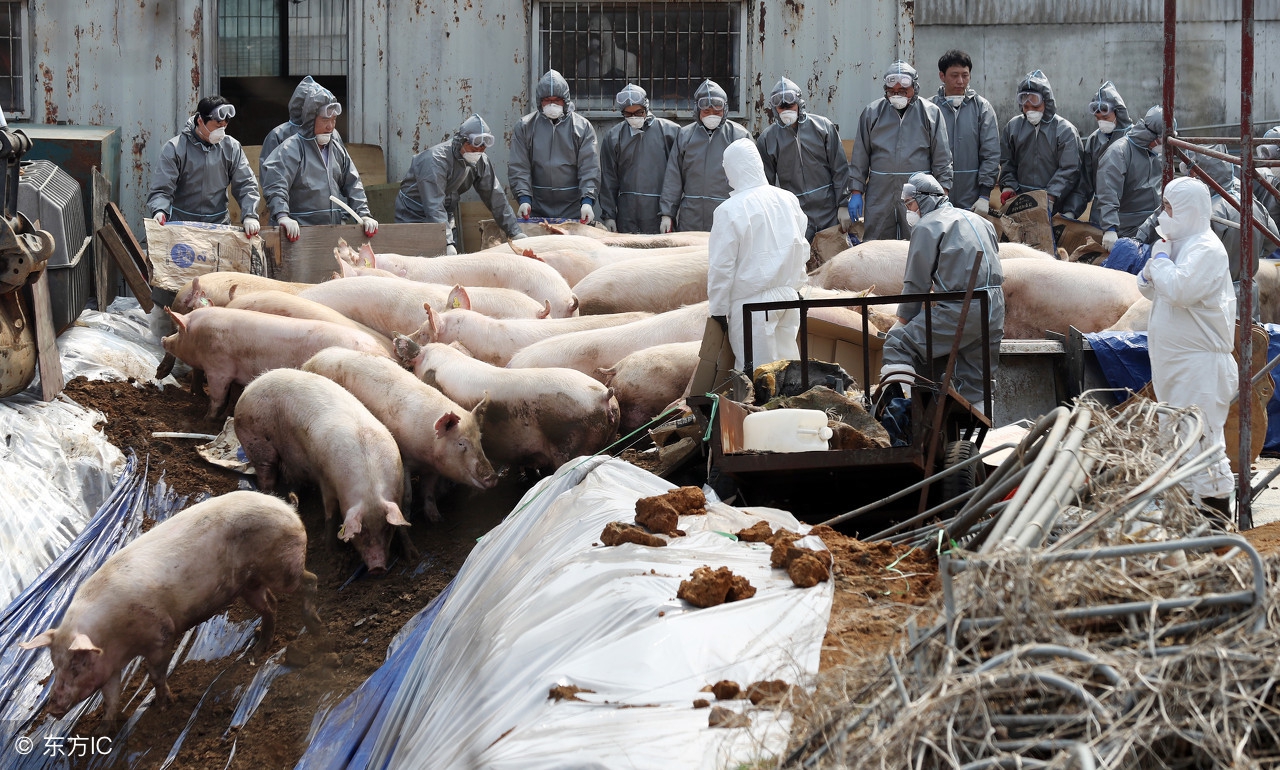 猪场建设全套设备,怎样建设封闭式猪场