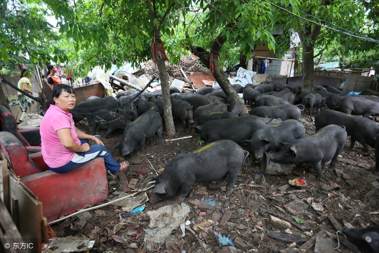 猪场建设全套设备,怎样建设封闭式猪场
