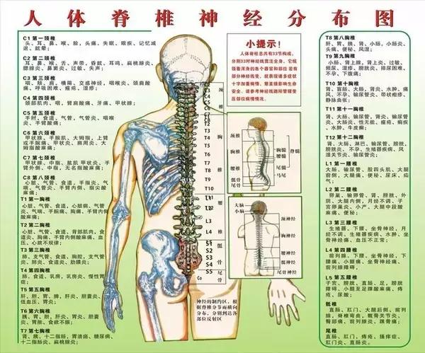 人体脊柱对应疾病图解高清图,脊柱关节错位引起疾病示意图