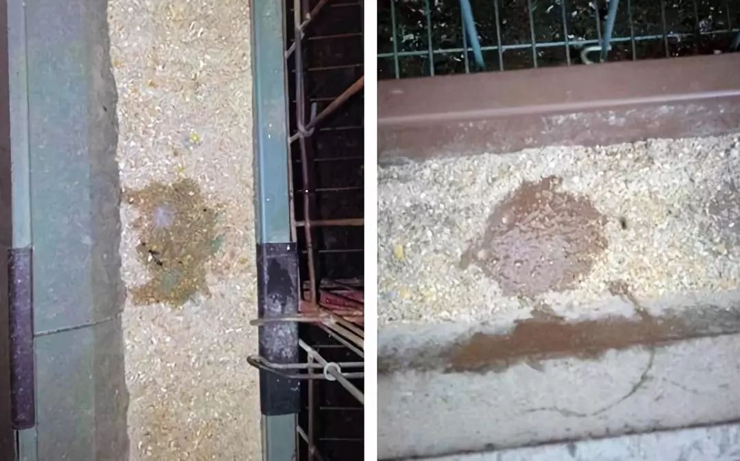 蛋鸡吐水啥原因呢？该如何有效防治？