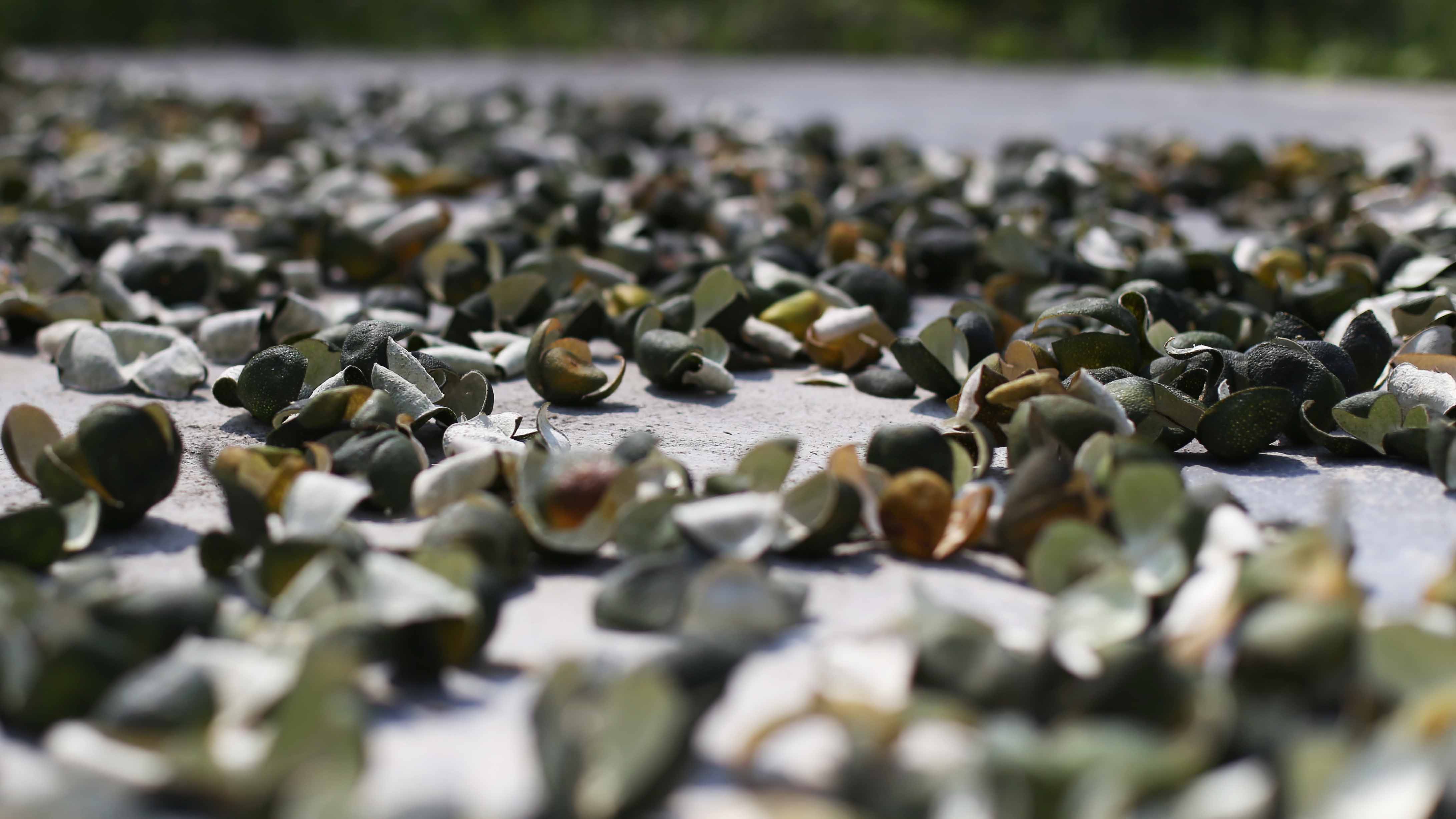 做小青柑用什么原料,做小青柑选择哪种茶叶