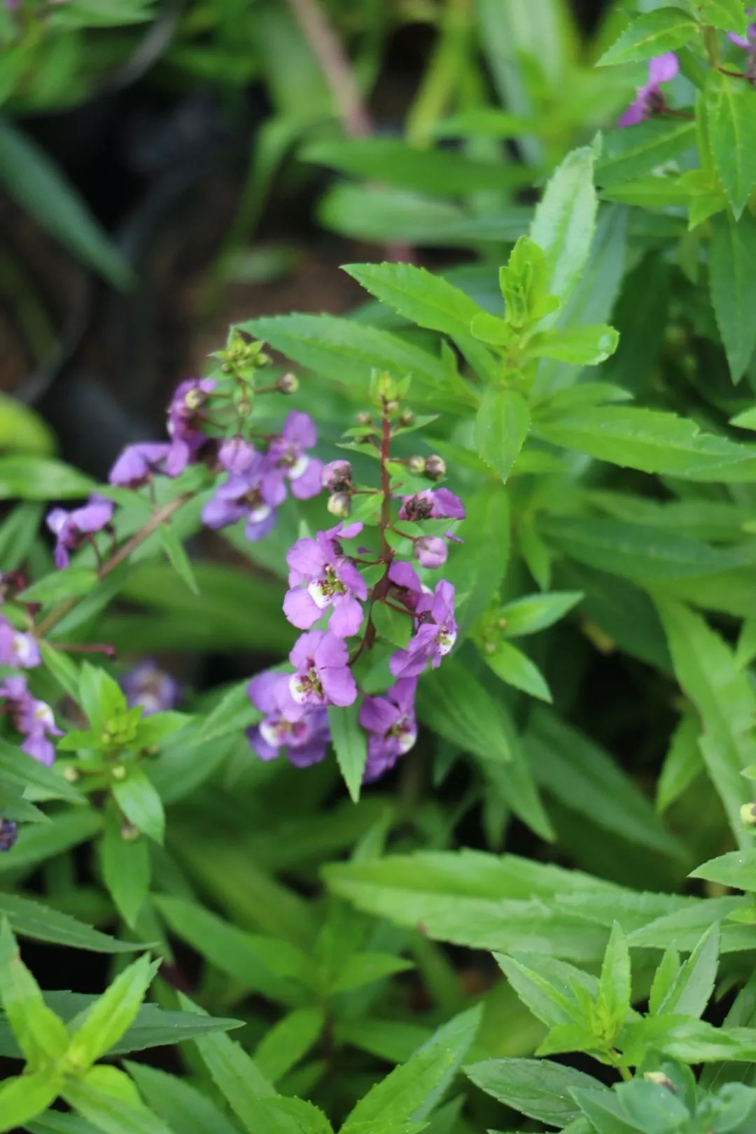 西安网红花墙美景,西安港风拍照圣地