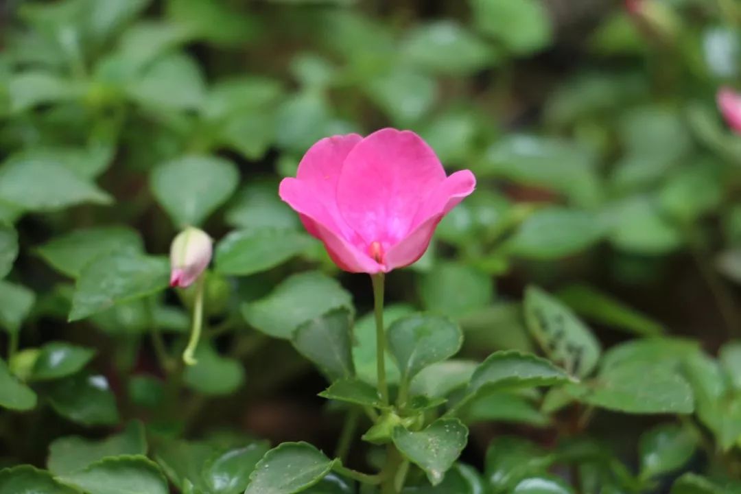 西安网红花墙美景,西安港风拍照圣地