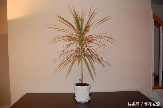 高大美观的一些大型室内盆栽绿植，养家里一两个月浇水都没关系