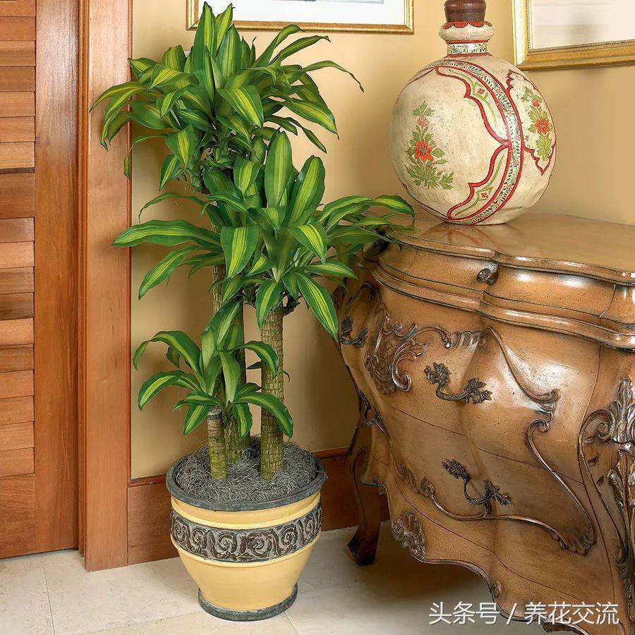 高大美观的一些大型室内盆栽绿植，养家里一两个月浇水都没关系