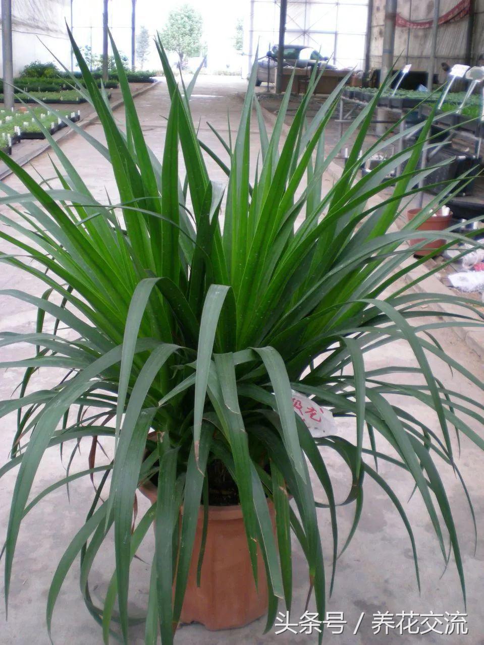 高大美观的一些大型室内盆栽绿植，养家里一两个月浇水都没关系