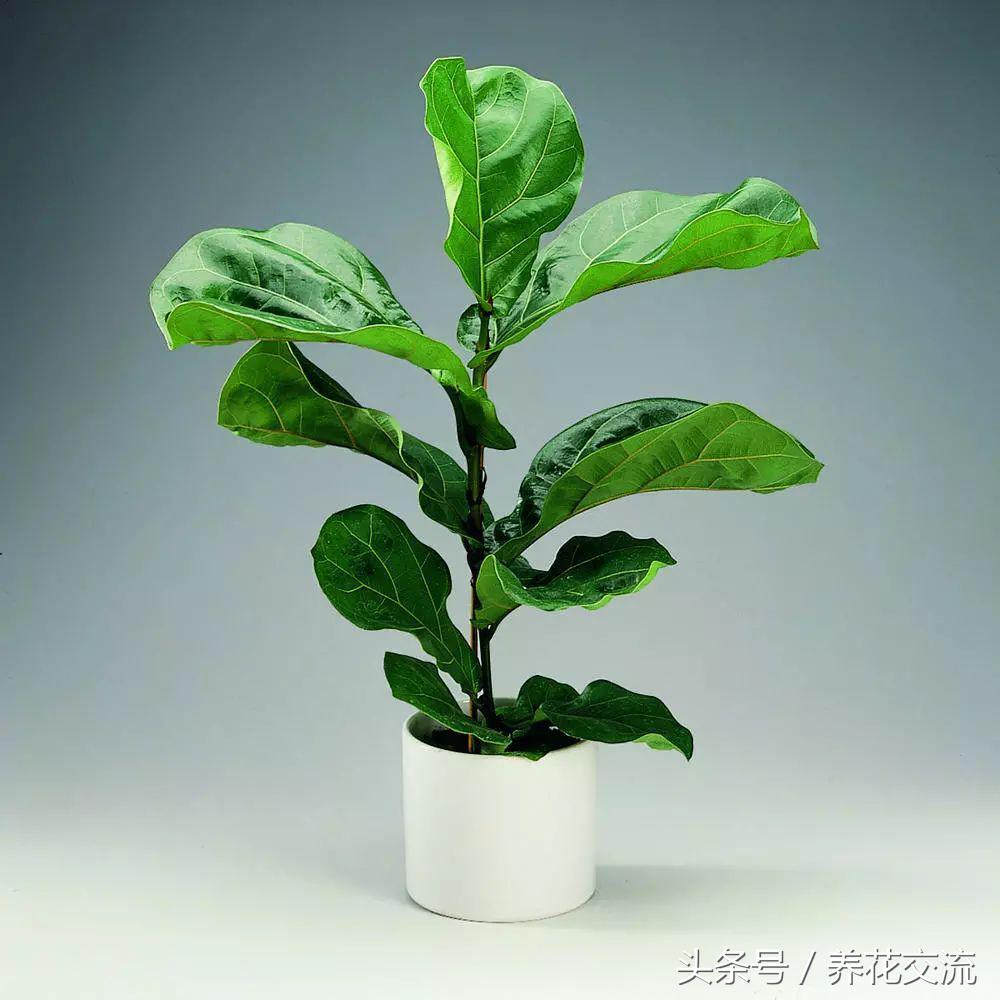 高大美观的一些大型室内盆栽绿植，养家里一两个月浇水都没关系