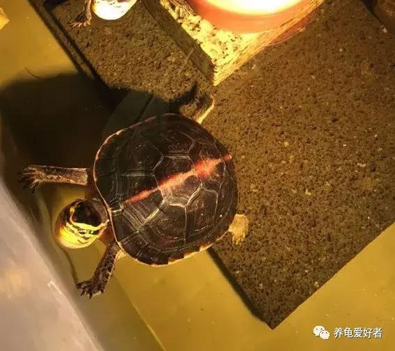 乌龟吃龟粮龟被撑死吗,乌龟龟食如果多吃了会怎么样