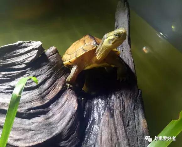 乌龟吃龟粮龟被撑死吗,乌龟龟食如果多吃了会怎么样