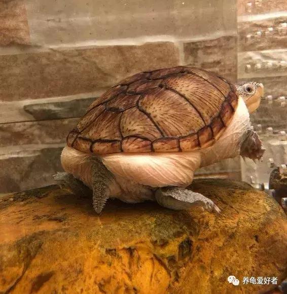 乌龟吃龟粮龟被撑死吗,乌龟龟食如果多吃了会怎么样